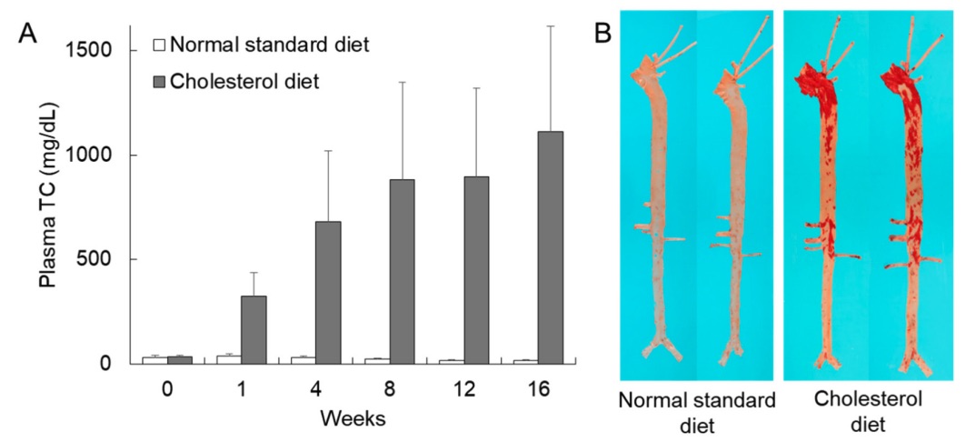 Fig.2 A picture showing diet induced hyperlipidemic rabbits. (OA Literature)