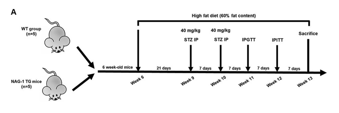 Fig.1 A picture of timeline for experiments using the diabetes mouse model. (OA Literature)