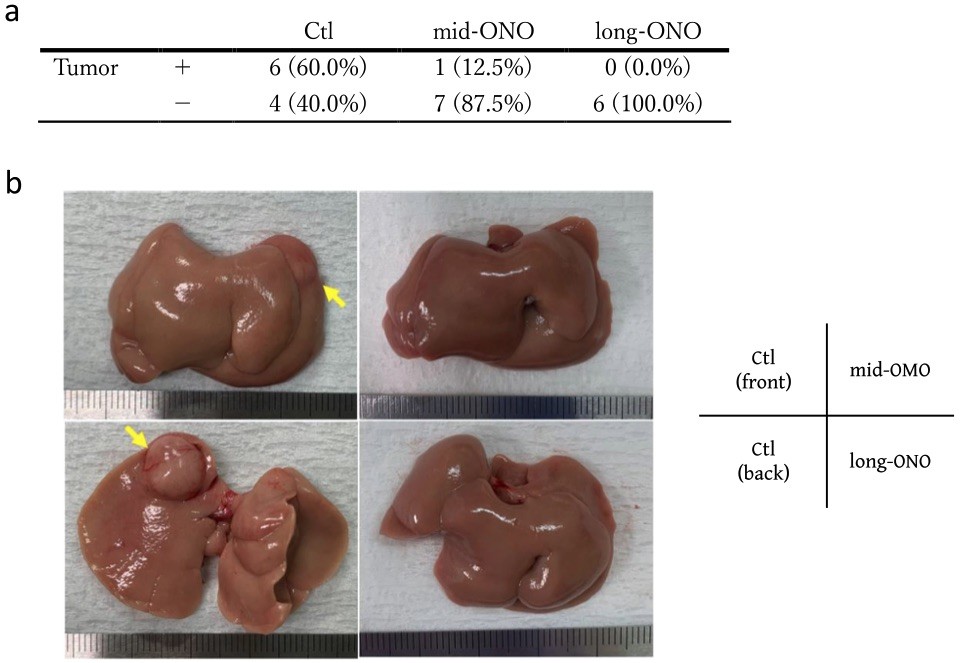 Fig.1 Assessment of liver tumor development in Mc4r-KO mice with NASH at 36 weeks of age. (OA Literature)