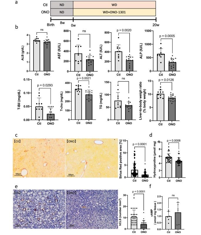 Fig.2 A picture showing the effects of ONO-1301 (20 weeks of treatment) in the Mc4r-KO NASH model mice. (OA Literature)
