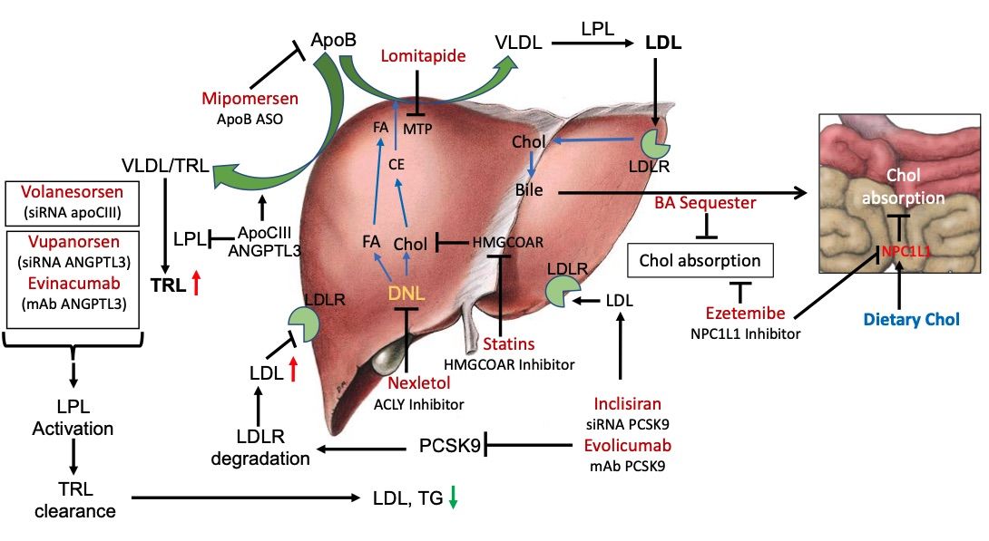 Fig.1 A picture showing LDLR-dependent and LDLR-independent pathways for managing circulating LDL levels. (OA Literature)
