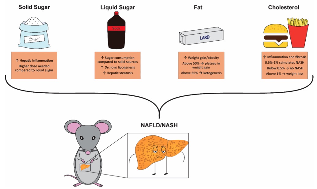 Fig.1 Overview of the primary dietary factors influencing the development of non-alcoholic fatty liver disease (NAFLD) and non-alcoholic steatohepatitis (NASH) in rodent models. (OA Literature)