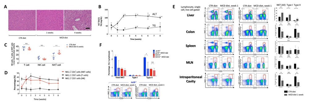 Fig.2 A picture showing that a methionine-choline deficient (MCD) diet induces nonalcoholic steatohepatitis (NASH). (OA Literature)