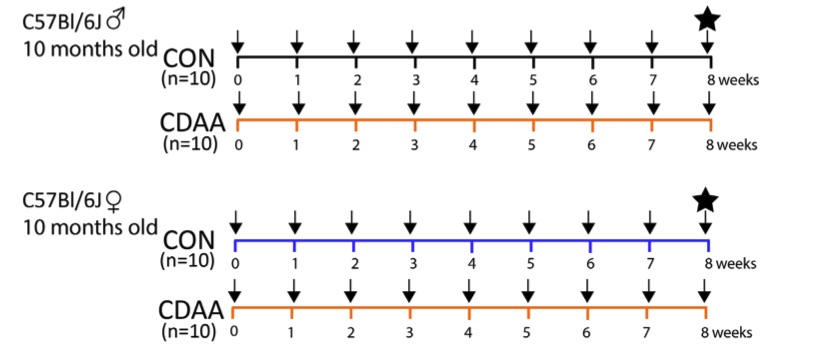 Fig.1 A picture of experimental protocol. (OA Literature)
