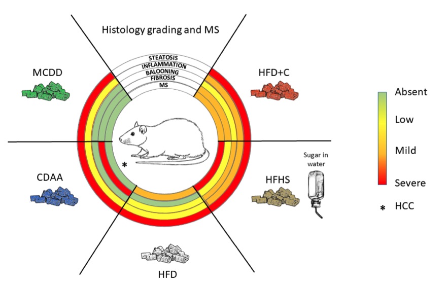 Fig.1 Main histological characteristics of nonalcoholic fatty liver disease (NAFLD) and nonalcoholic steatohepatitis (NASH) observed in various diet induced rat models. (OA Literature)