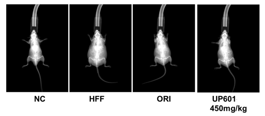 Fig.1 A picture of mice in the HFF induced obesity group. (OA Literature)