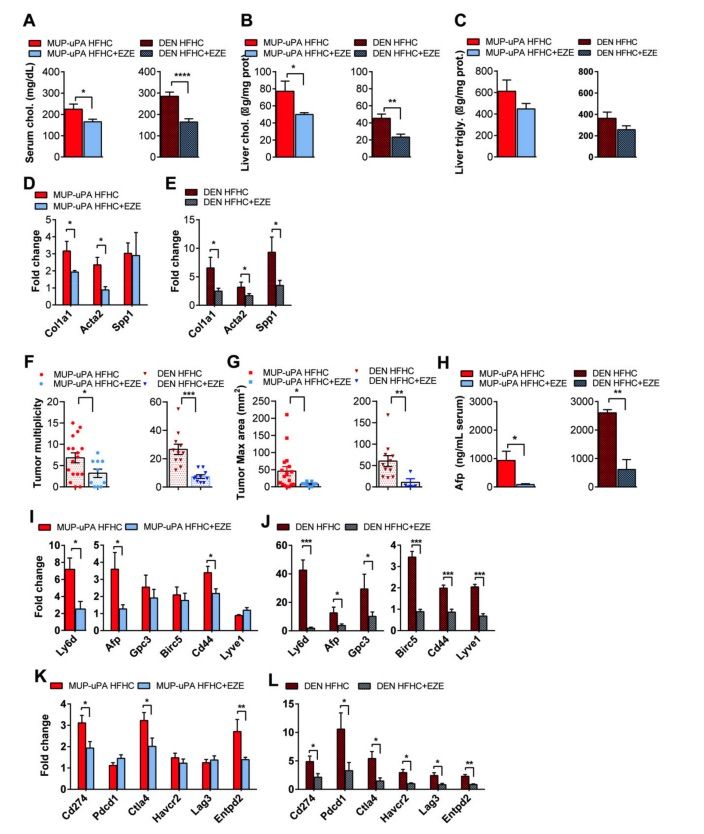 Fig.2 MUP-uPA or DEN-treated animals on the HFHC diet with ezetimibe supplementation were compared to the respective groups fed the HFHC diet without ezetimibe. (OA Literature)