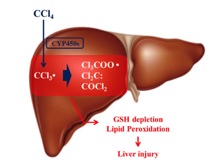 A picture showing the mechanism of carbon tetrachloride (CCL4) hepatotoxicity. (OA Literature)