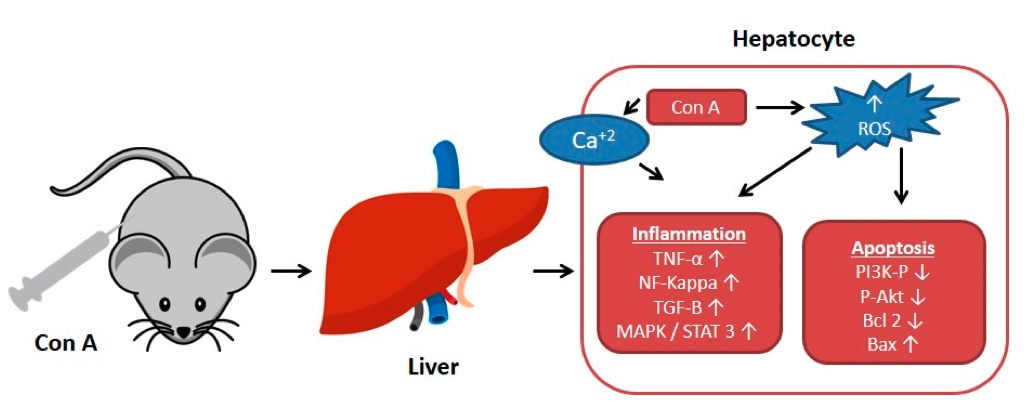 A picture showing the effect of concanavalin A (Con A) on the molecular level in Con A induced hepatotoxicity. (OA Literature)