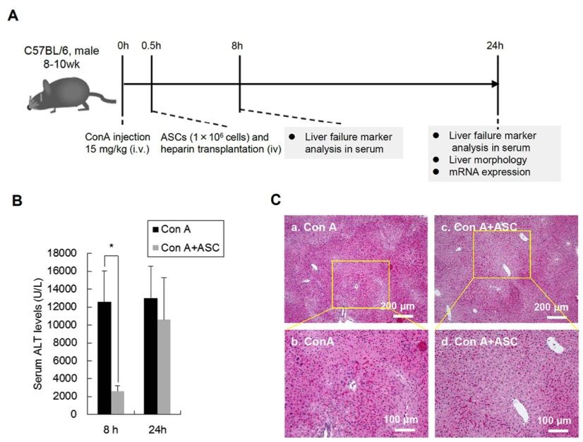 A picture showing the effect of ASC transplantation on Con A induced liver injury in mice. (OA Literature)