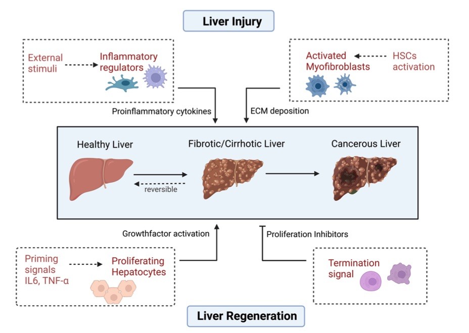 A picture showing how various factors influence liver homeostasis. (OA Literature)