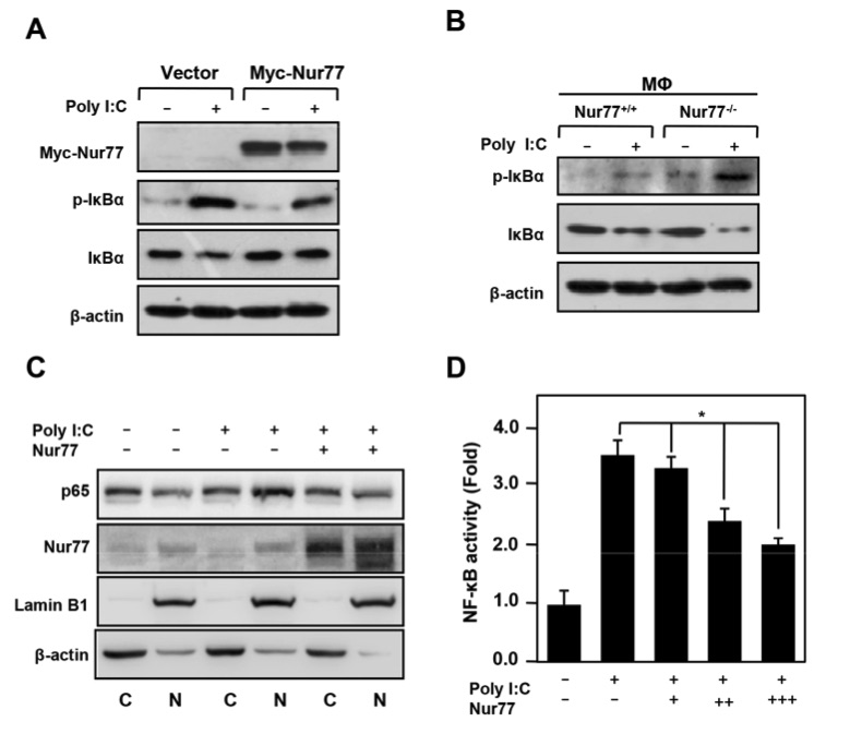 A picture showing that Nur77 inhibits poly (I:C) induced NF-κB activation. (OA Literature)