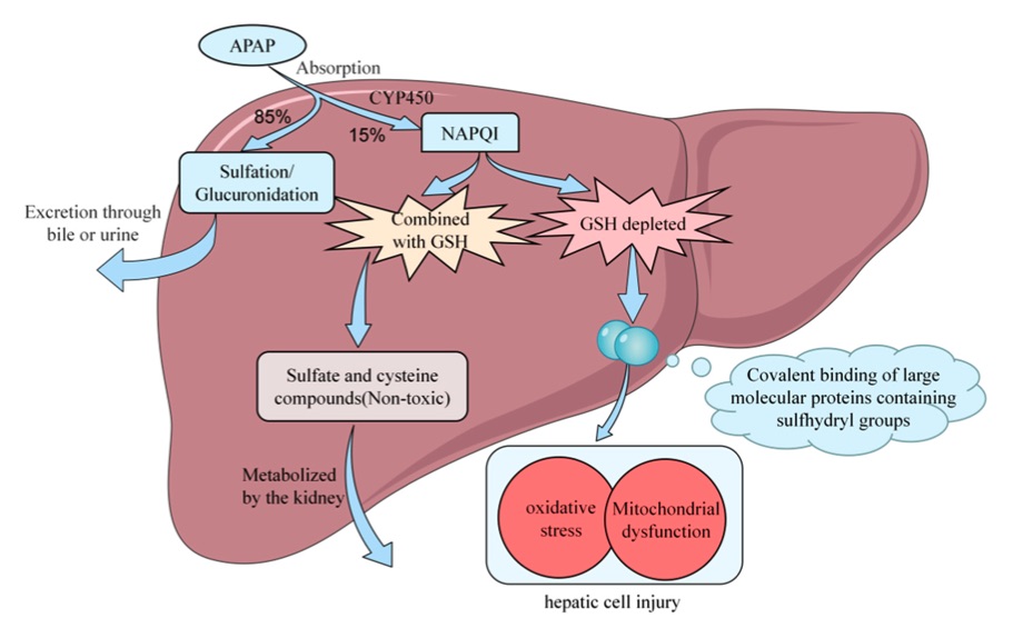 A picture showing the APAP metabolism in the liver. (OA Literature)