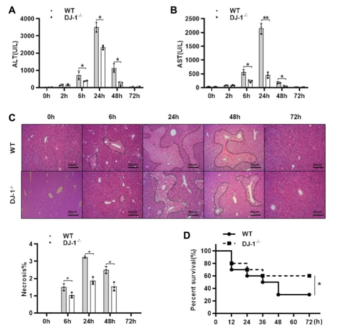 Loss of DJ-1 confers protection against APAP induced acute liver injury and reduces mortality in mice. (OA Literature)