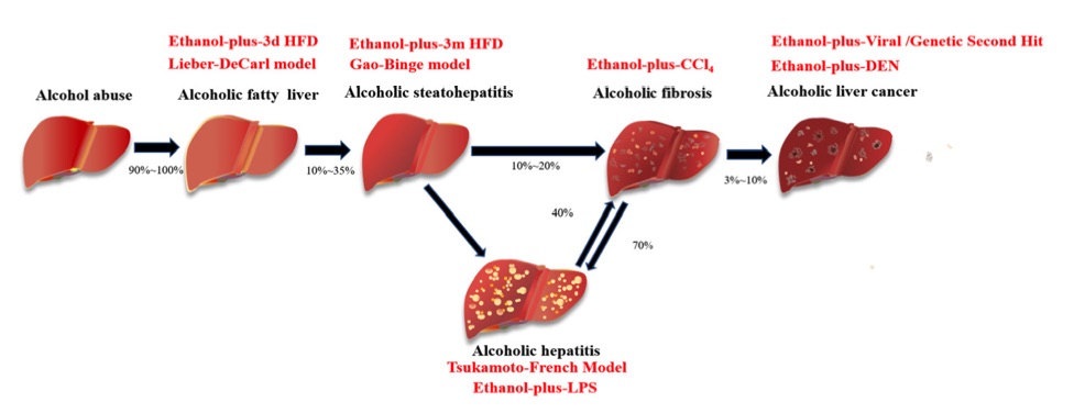 A picture showing commonly used experimental models for various stages of ALD. (OA Literature)