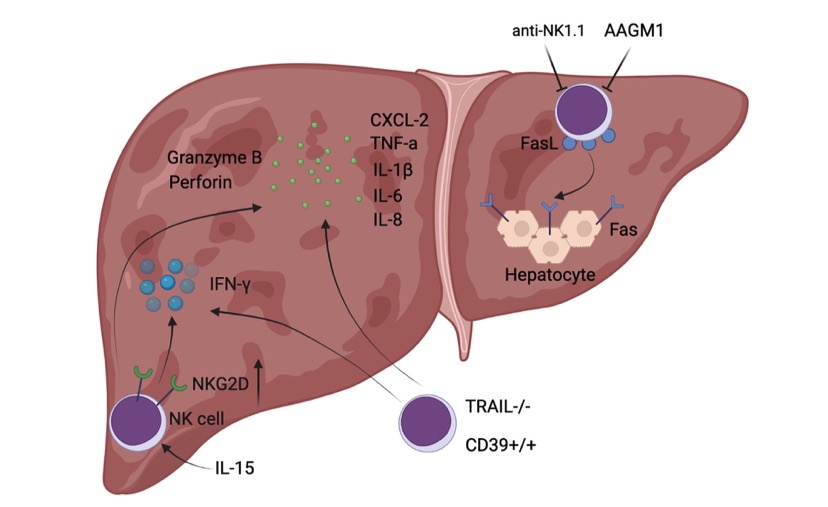 A picture of NK cell-mediated exacerbated liver injury during hepatic I/R. (OA Literature)
