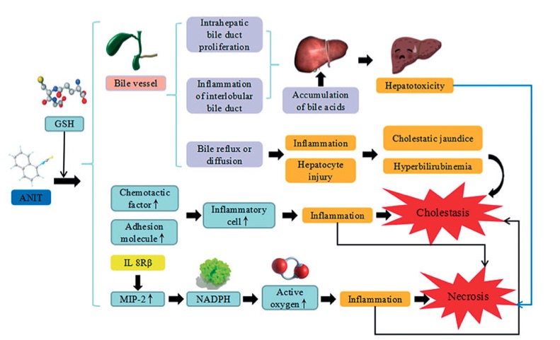 A picture of ANIT induced liver injury. (OA Literature)