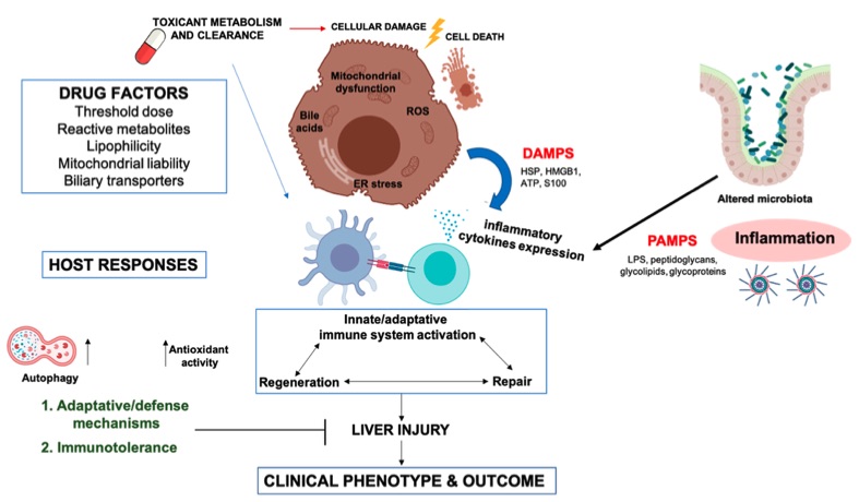A picture showing the mechanisms involved in idiosyncratic drug induced liver injury. (OA Literature)
