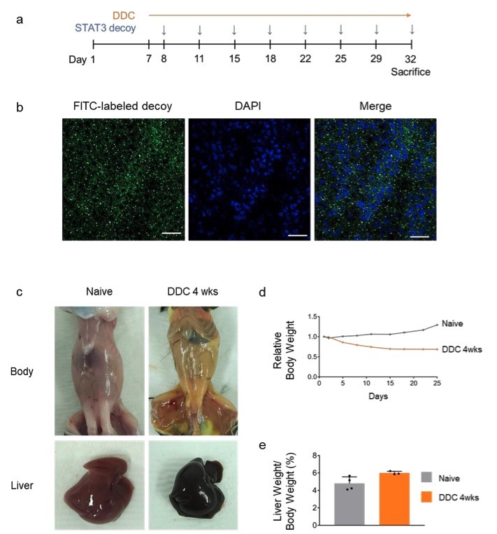 Curcumin mitigated ANIT induced liver injury and cholestasis through FXR activation, as demonstrated by biochemical and histological analyses. (OA Literature)