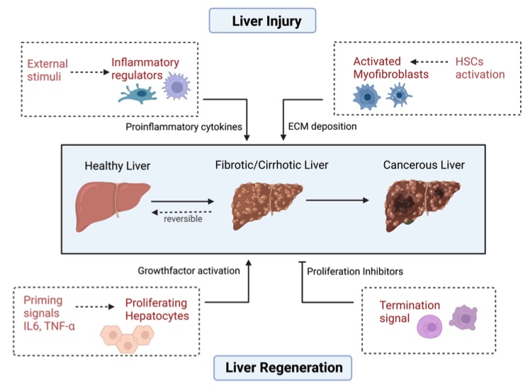 A picture showing the various factors influence liver homeostasis. (OA Literature)