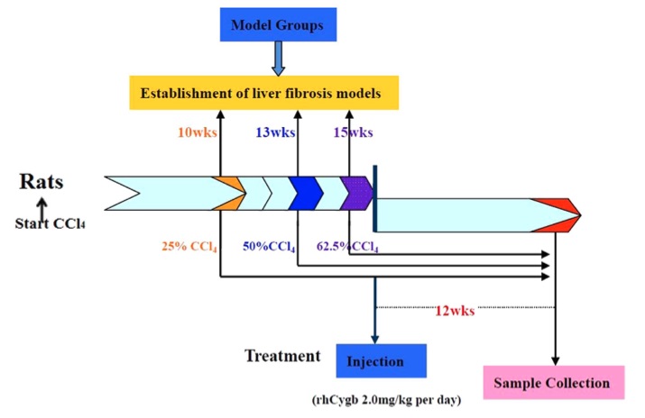 A picture showing the schedule for the treatment and experimental tests. (OA Literature)