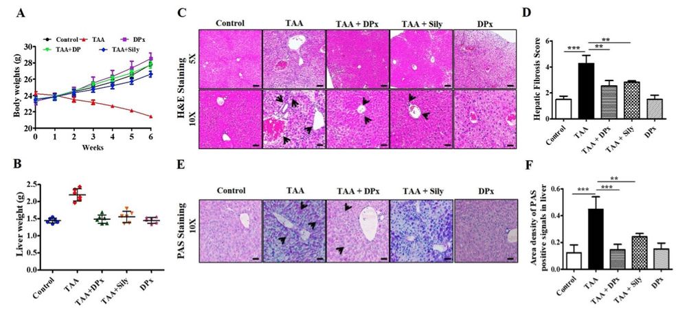 A picture showing the effects of DPx on TAA induced hepatic fibrosis. (OA Literature)