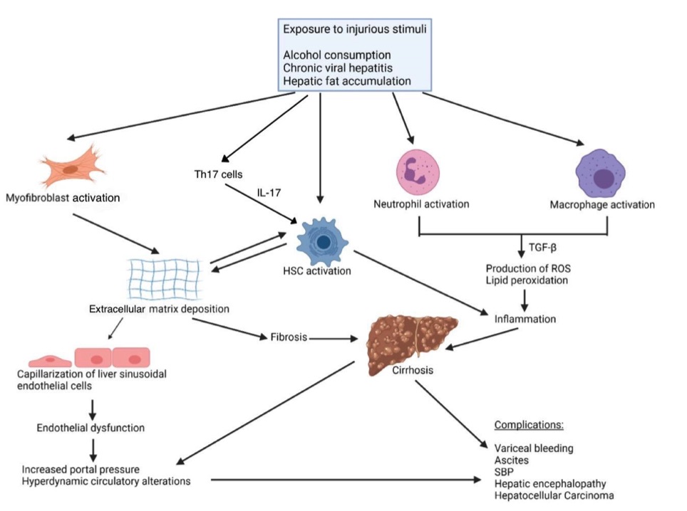 A image about the pathogenesis of fibrosis (OA Literature)