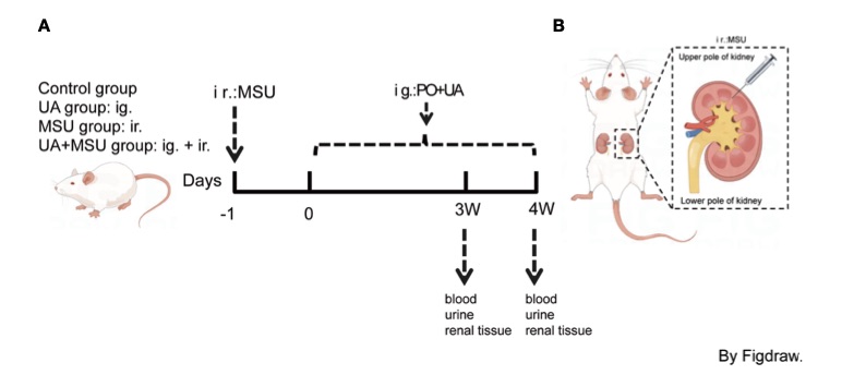 A picture of pathogenic factors that damage the pancreas. (OA Literature)