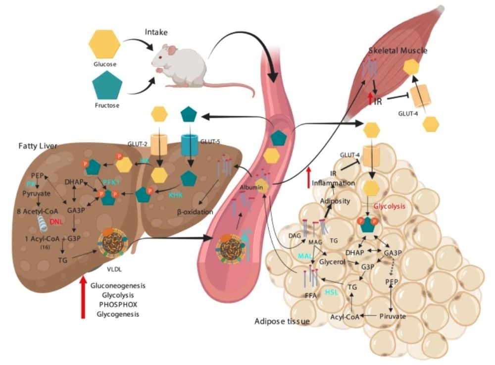 Fig.1 A picture showing the metabolic alterations induced by a high-carbohydrate diet. (OA Literature)