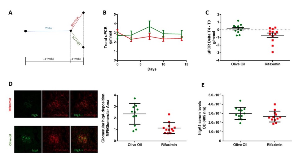 The experimental results show that Rifaximin reduces the disease phenotype in the IgAN mouse model. (OA Literature)