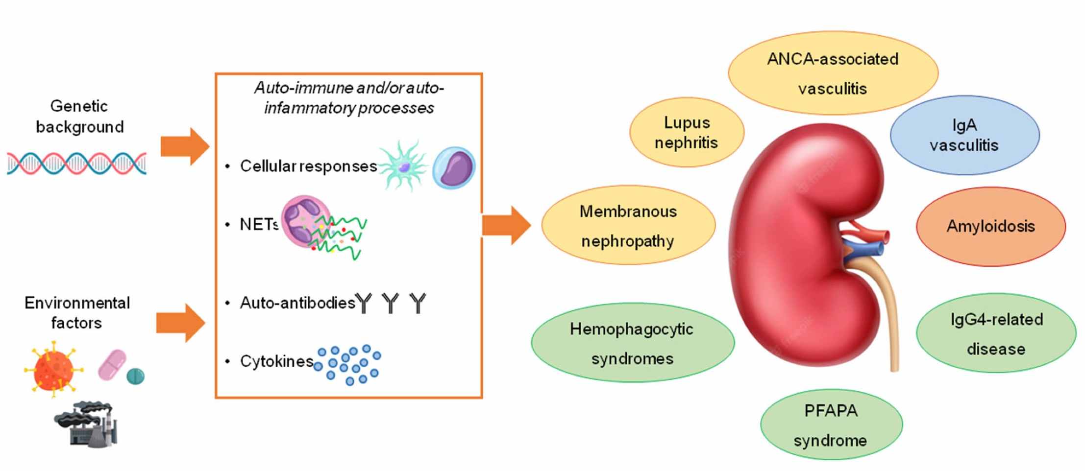 Understanding the kidney in autoimmune and auto-inflammatory conditions: definitions, mechanisms, and biomarkers. (OA Literature)