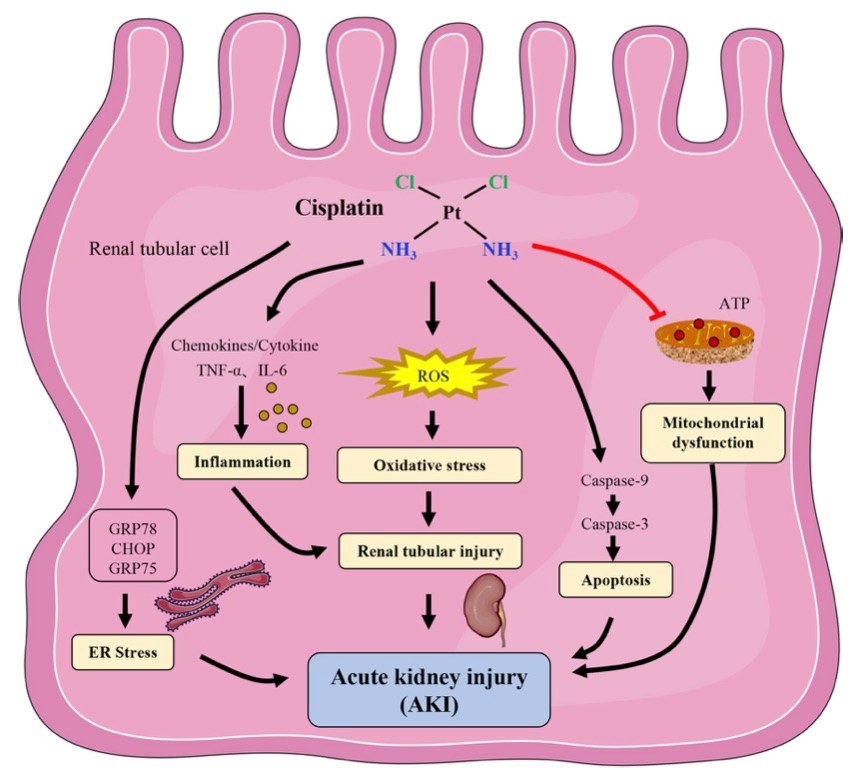 A picture showing the mechanism of cisplatin-induced acute kidney injury. (OA Literature))
