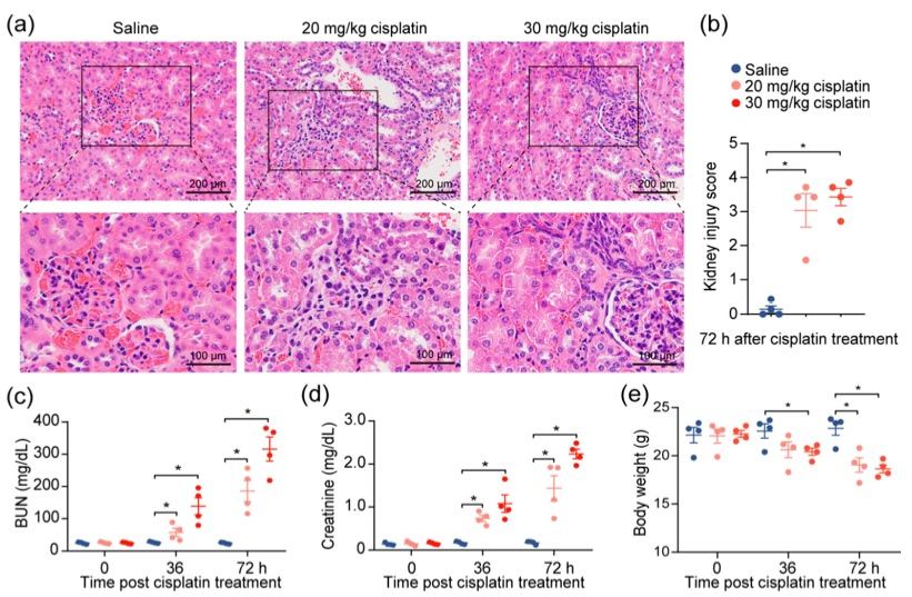 The experimental results of cisplatin-induced acute kidney injury. (OA Literature)