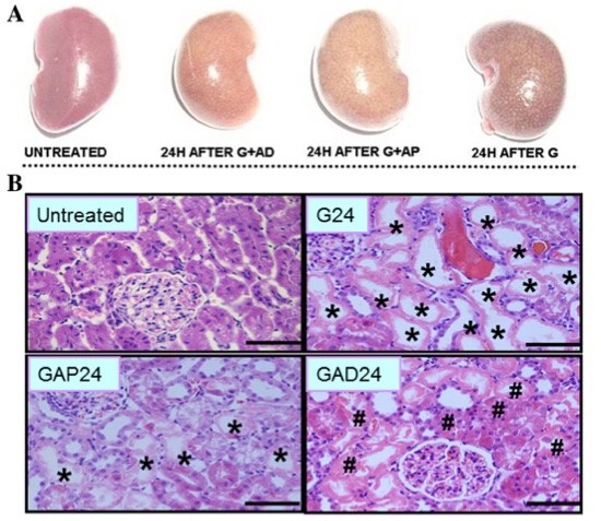 A picture showing the effects of anisodamine and atropine on macroscopic and morphological changes. (OA Literature)