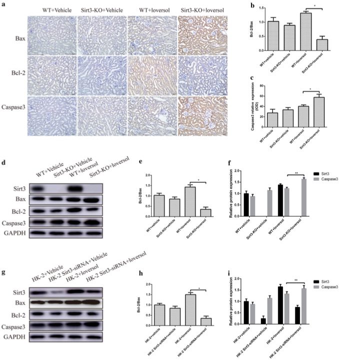 A picture showing that Sirt3 deficiency increased apoptosis in contrast-induced acute kidney injury. (OA Literature)