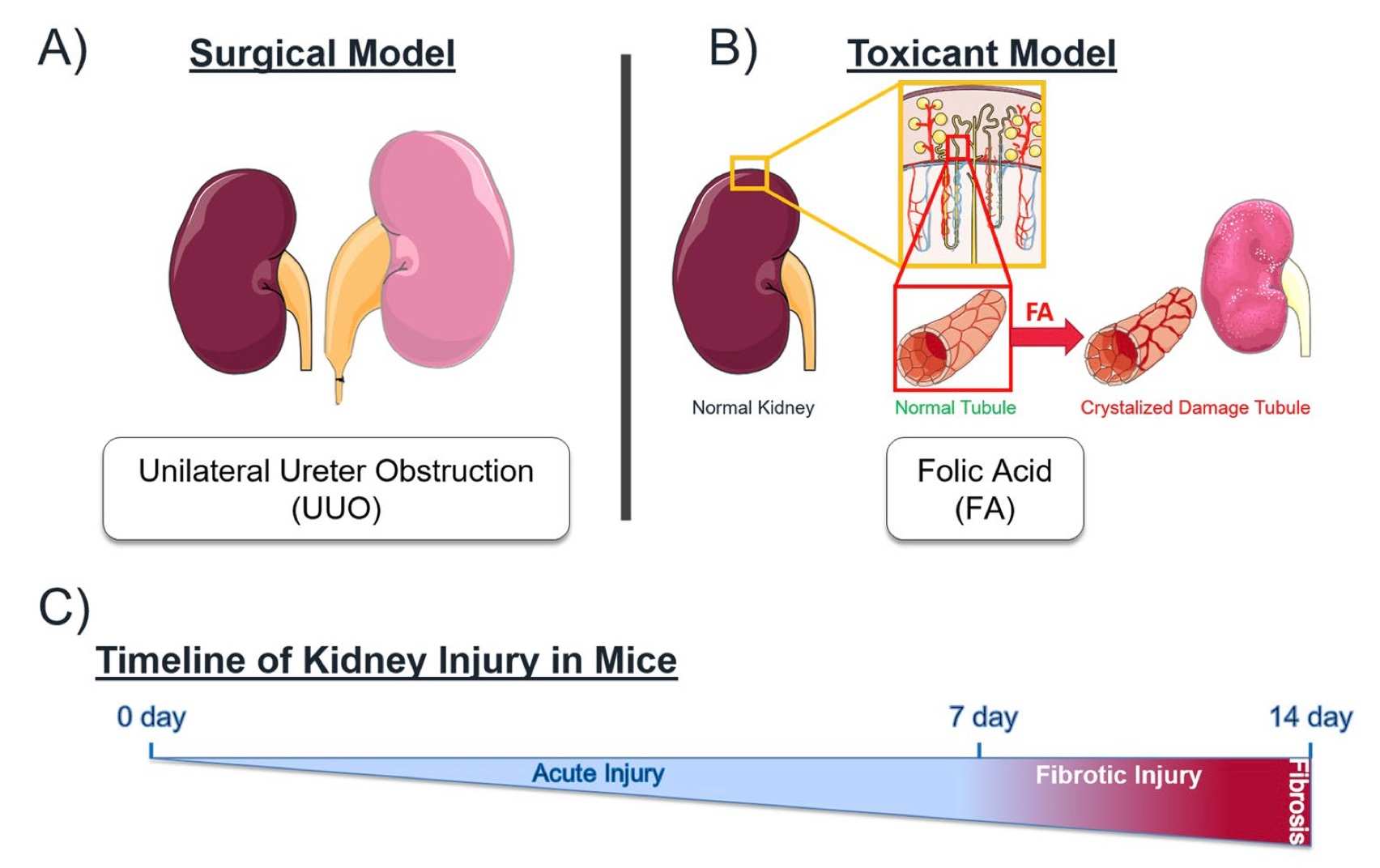 Mouse models of kidney injury with distinct underlying mechanisms. (OA Literature)