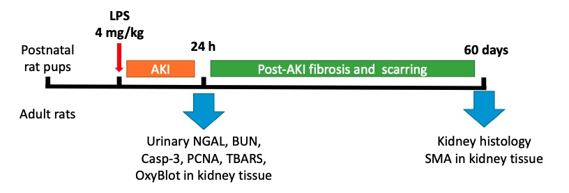 Experimental design for lipopolysaccharide (LPS)-induced acute kidney injury (AKI) in adult and neonatal rats. (OA Literature)