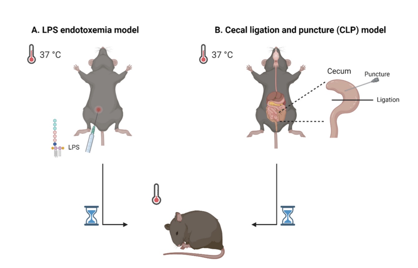 Diagram illustrating two commonly used sepsis models. (OA Literature)