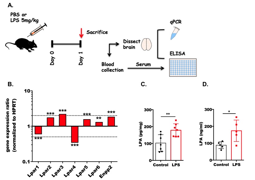 Acute inflammation alters the expression of LPARs and ENPP2, leading to elevated LPA levels in the mouse brain. (OA Literature)