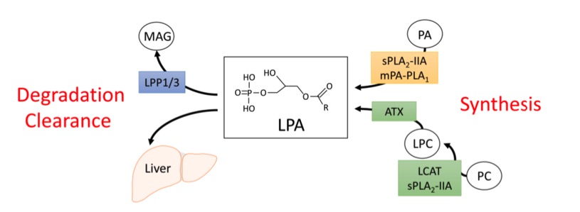 A picture showing the metabolism of circulating lysophosphatidic acid. (OA Literature)