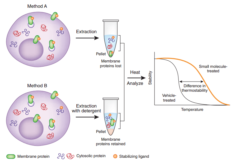 Thermal Shift Assay