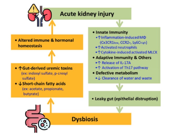 Understanding the kidney in autoimmune and auto-inflammatory conditions: definitions, mechanisms, and biomarkers. (OA Literature)