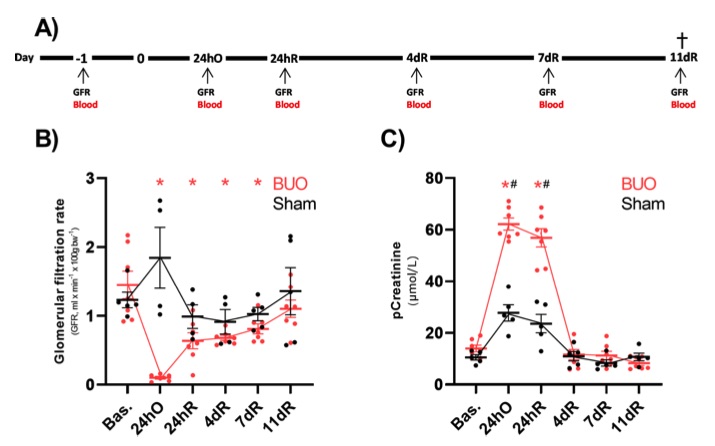 The effect of bilateral ureteral obstruction on total glomerular filtration rate (tGFR) and plasma creatinine (pCreatinine) levels. (OA Literature)
