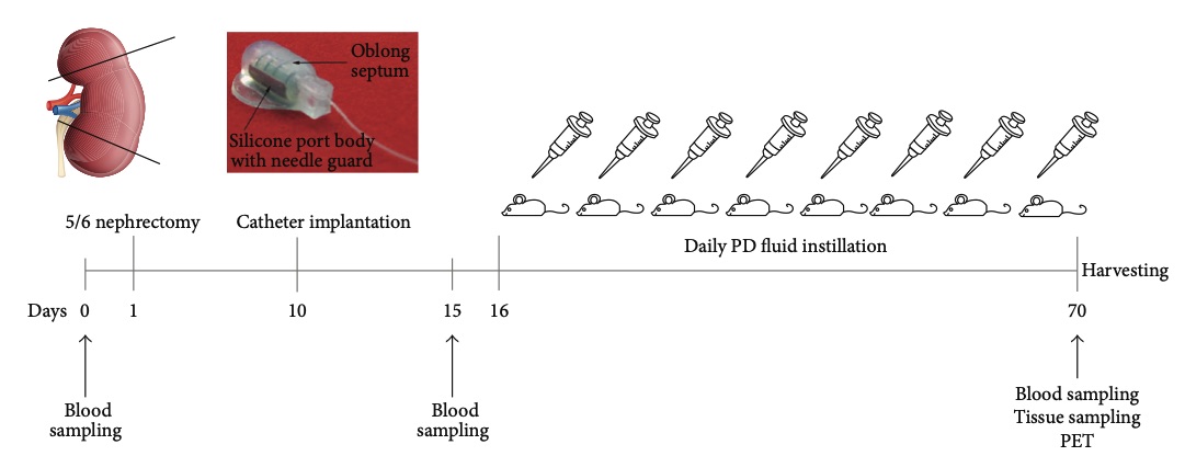 Designing experiments using the 5/6 nephrectomy model. (OA Literature)