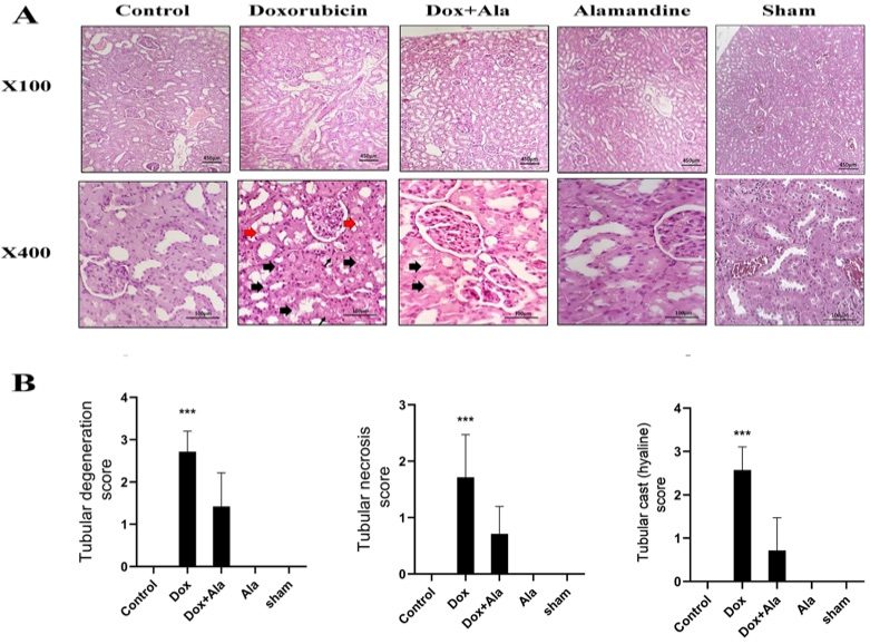 Histopathologic pictures of kidneys from different experimental groups. (OA Literature)