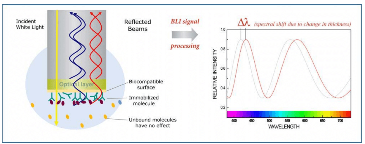 Bioayer Interferometry (BLI)
