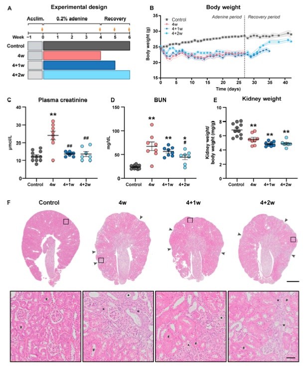 Kidney function improved despite persistent kidney weight loss and scarring in adenine-fed mice. (OA Literature)