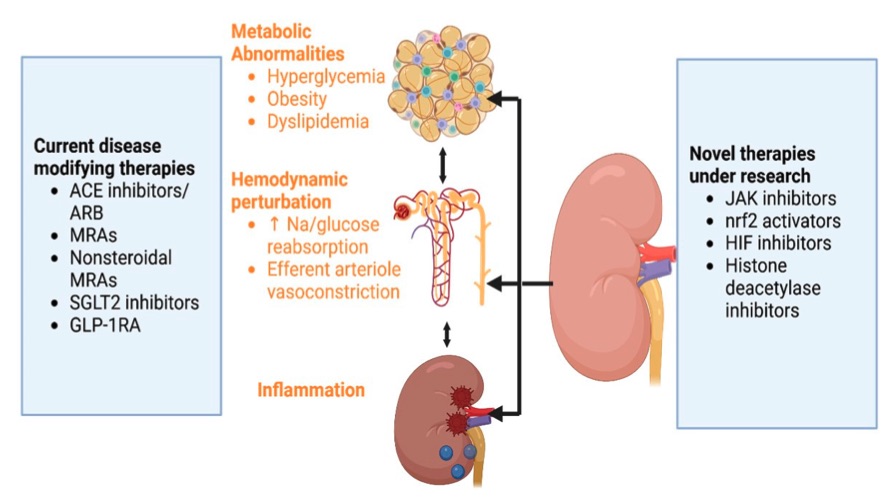 Pathophysiological picture of diabetic nephropathy and the therapeutic strategies. (OA Literature)