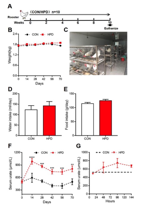 The serum levels of urate in chickens. (OA Literature)