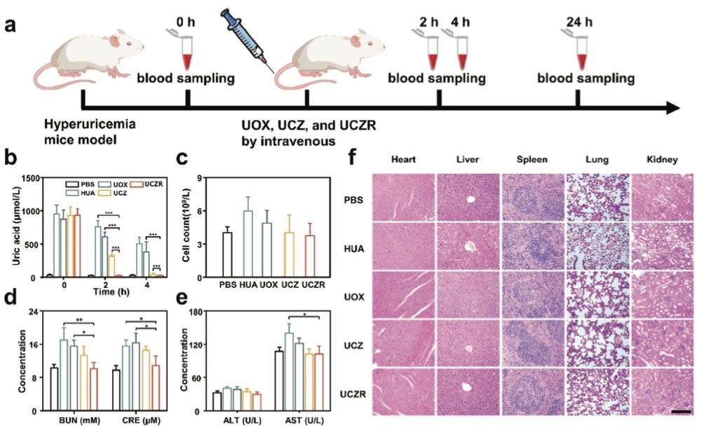 A picture of the hyperuricemia mice model establishment and treatment process. (OA Literature)